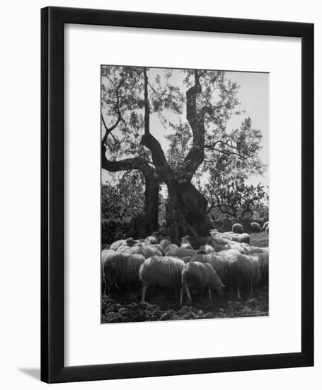 Flock of Sheep under an Olive Tree-Alfred Eisenstaedt-Framed Photographic Print