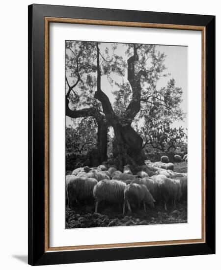 Flock of Sheep under an Olive Tree-Alfred Eisenstaedt-Framed Photographic Print