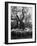 Flock of Sheep under an Olive Tree-Alfred Eisenstaedt-Framed Photographic Print