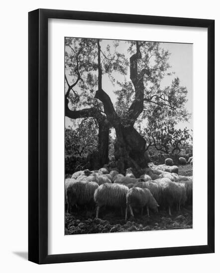 Flock of Sheep under an Olive Tree-Alfred Eisenstaedt-Framed Photographic Print