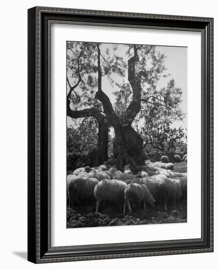 Flock of Sheep under an Olive Tree-Alfred Eisenstaedt-Framed Photographic Print