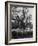 Flock of Sheep under an Olive Tree-Alfred Eisenstaedt-Framed Photographic Print