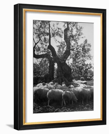 Flock of Sheep under an Olive Tree-Alfred Eisenstaedt-Framed Photographic Print