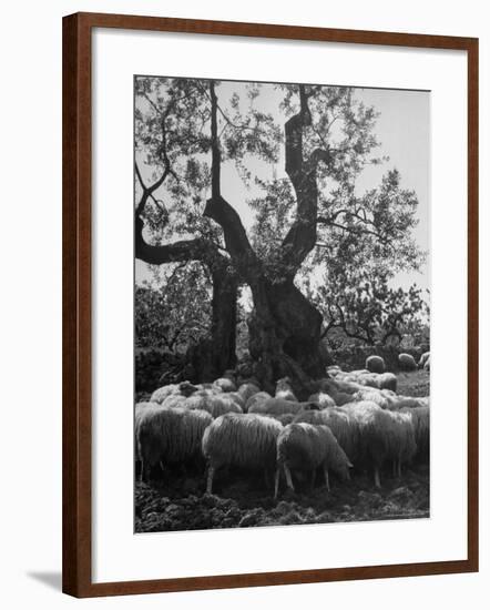 Flock of Sheep under an Olive Tree-Alfred Eisenstaedt-Framed Photographic Print