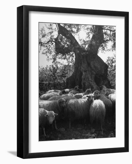 Flock of Sheep under an Olive Tree-null-Framed Photographic Print