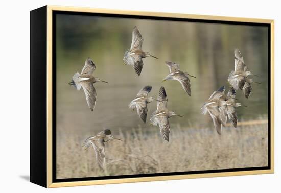 Flock of Short-Billed Dowitchers in Flight-Hal Beral-Framed Premier Image Canvas