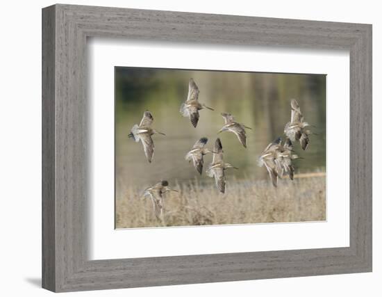 Flock of Short-Billed Dowitchers in Flight-Hal Beral-Framed Photographic Print