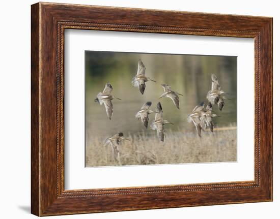 Flock of Short-Billed Dowitchers in Flight-Hal Beral-Framed Photographic Print