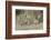 Flock of Short-Billed Dowitchers in Flight-Hal Beral-Framed Photographic Print