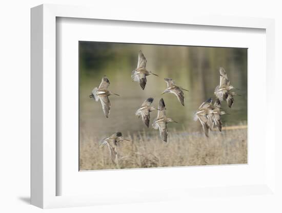 Flock of Short-Billed Dowitchers in Flight-Hal Beral-Framed Photographic Print
