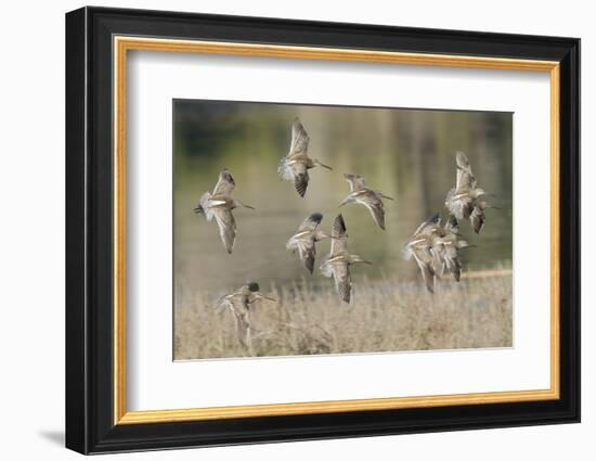 Flock of Short-Billed Dowitchers in Flight-Hal Beral-Framed Photographic Print