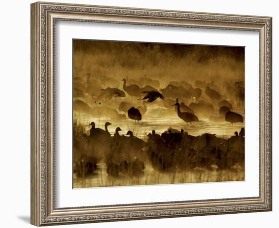 Flock of Snow Geese and Sandhill Cranes in Water and Ground Fog-Arthur Morris-Framed Photographic Print