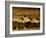 Flock of Snow Geese and Sandhill Cranes in Water and Ground Fog-Arthur Morris-Framed Photographic Print