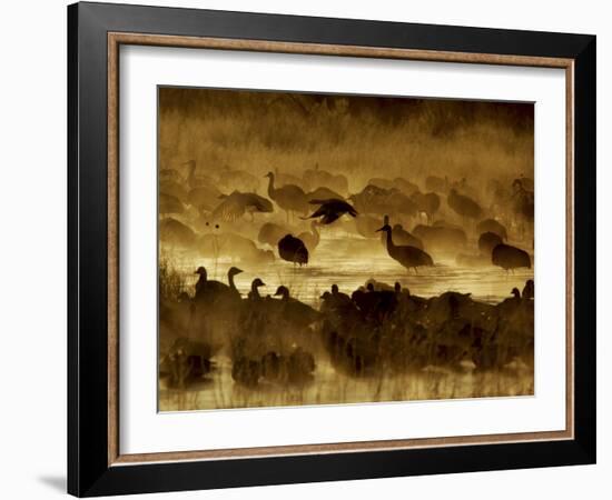 Flock of Snow Geese and Sandhill Cranes in Water and Ground Fog-Arthur Morris-Framed Photographic Print