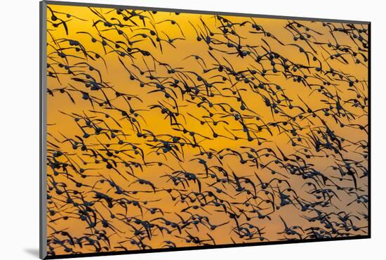 Flock of Snow Geese (Anser caerulescens) mid-air against sky illuminated by setting sun, Marion...-Panoramic Images-Mounted Photographic Print