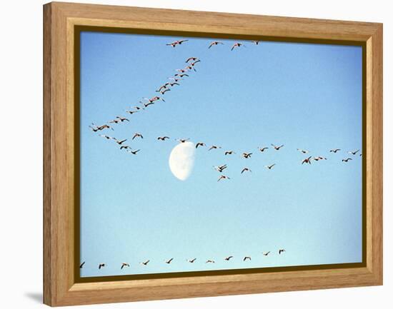 Flock of Snow Geese Flies before a Setting Moon, Washington, USA-William Sutton-Framed Premier Image Canvas