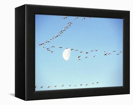 Flock of Snow Geese Flies before a Setting Moon, Washington, USA-William Sutton-Framed Premier Image Canvas