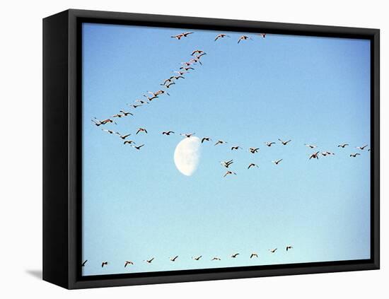 Flock of Snow Geese Flies before a Setting Moon, Washington, USA-William Sutton-Framed Premier Image Canvas