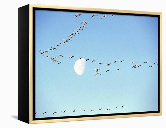 Flock of Snow Geese Flies before a Setting Moon, Washington, USA-William Sutton-Framed Premier Image Canvas