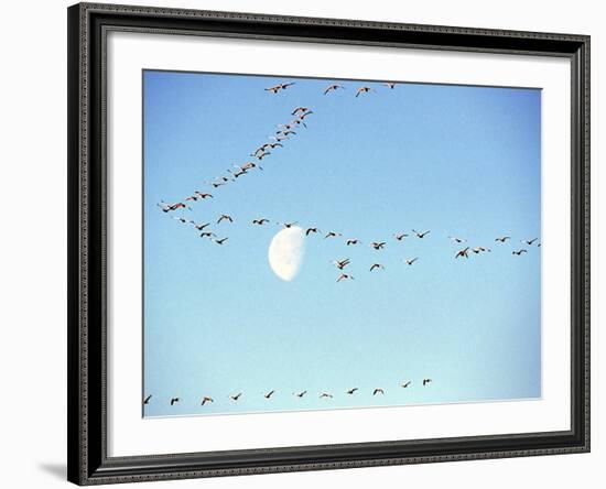 Flock of Snow Geese Flies before a Setting Moon, Washington, USA-William Sutton-Framed Photographic Print