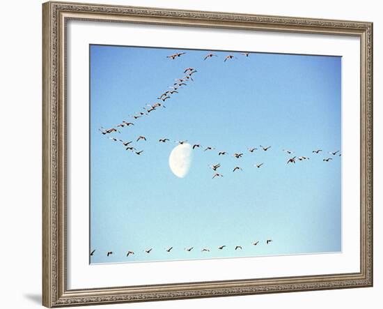 Flock of Snow Geese Flies before a Setting Moon, Washington, USA-William Sutton-Framed Photographic Print