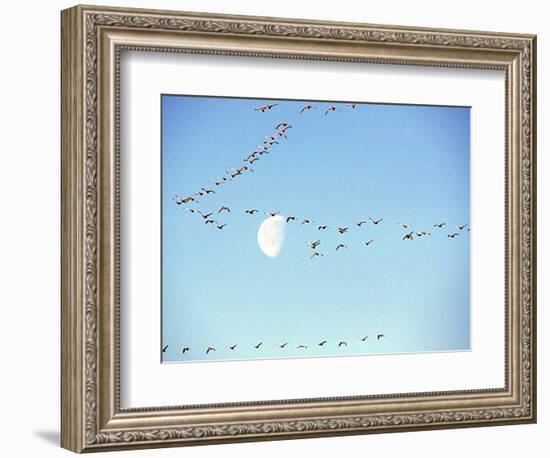 Flock of Snow Geese Flies before a Setting Moon, Washington, USA-William Sutton-Framed Photographic Print