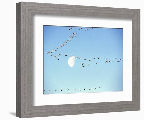 Flock of Snow Geese Flies before a Setting Moon, Washington, USA-William Sutton-Framed Photographic Print