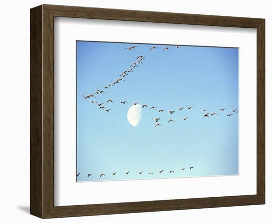 Flock of Snow Geese Flies before a Setting Moon, Washington, USA-William Sutton-Framed Photographic Print