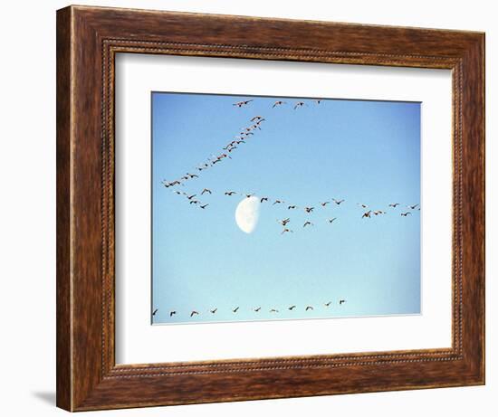 Flock of Snow Geese Flies before a Setting Moon, Washington, USA-William Sutton-Framed Photographic Print