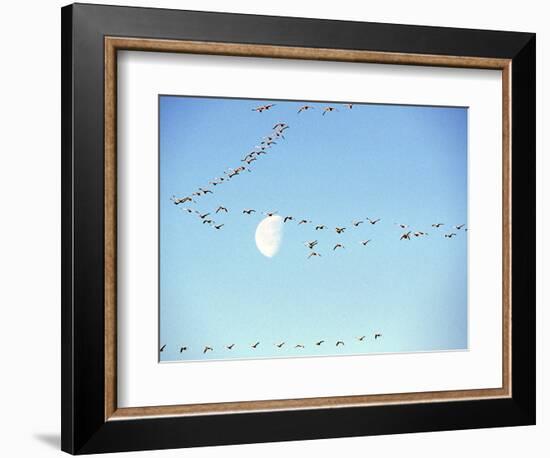 Flock of Snow Geese Flies before a Setting Moon, Washington, USA-William Sutton-Framed Photographic Print