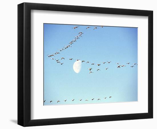 Flock of Snow Geese Flies before a Setting Moon, Washington, USA-William Sutton-Framed Photographic Print