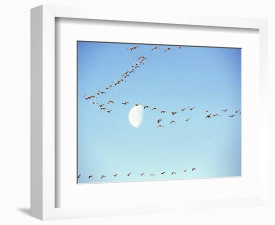 Flock of Snow Geese Flies before a Setting Moon, Washington, USA-William Sutton-Framed Photographic Print