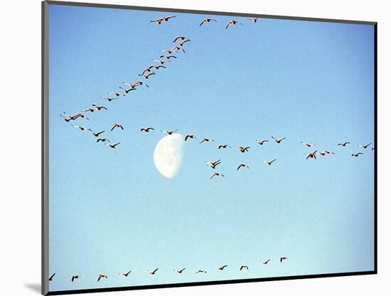 Flock of Snow Geese Flies before a Setting Moon, Washington, USA-William Sutton-Mounted Photographic Print