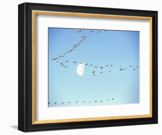 Flock of Snow Geese Flies before a Setting Moon, Washington, USA-William Sutton-Framed Photographic Print