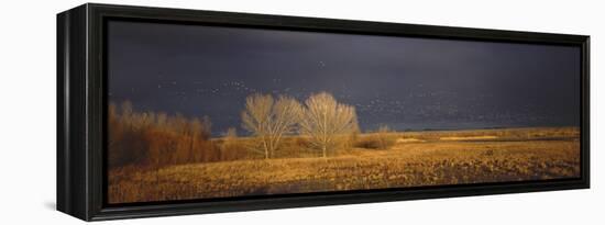 Flock of Snow Geese Flying, Bosque Del Apache National Wildlife Reserve, Socorro County, New Mexico-null-Framed Premier Image Canvas