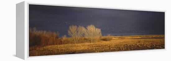 Flock of Snow Geese Flying, Bosque Del Apache National Wildlife Reserve, Socorro County, New Mexico-null-Framed Premier Image Canvas