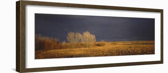 Flock of Snow Geese Flying, Bosque Del Apache National Wildlife Reserve, Socorro County, New Mexico-null-Framed Photographic Print