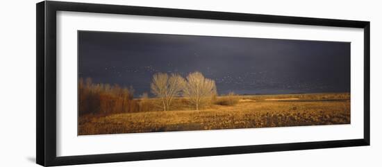 Flock of Snow Geese Flying, Bosque Del Apache National Wildlife Reserve, Socorro County, New Mexico-null-Framed Photographic Print