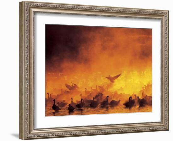 Flock of Snow Geese in Ground Fog, Bosque Del Apache National Wildlife Reserve, New Mexico, USA-Arthur Morris-Framed Photographic Print