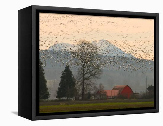 Flock of Snow Geese Take Flight, Mt. Baker and Cascades at Dawn, Fir Island, Washington, USA-Trish Drury-Framed Premier Image Canvas