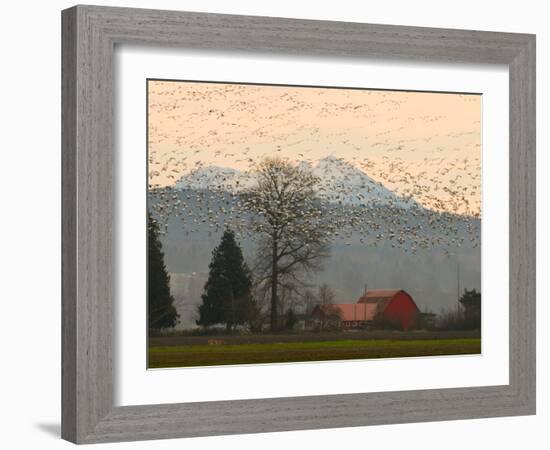 Flock of Snow Geese Take Flight, Mt. Baker and Cascades at Dawn, Fir Island, Washington, USA-Trish Drury-Framed Photographic Print