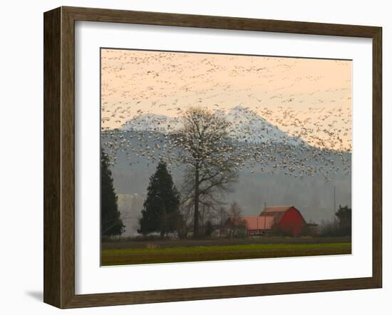 Flock of Snow Geese Take Flight, Mt. Baker and Cascades at Dawn, Fir Island, Washington, USA-Trish Drury-Framed Photographic Print