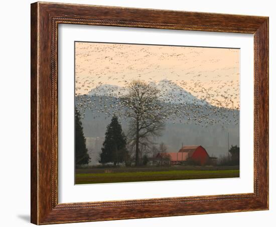 Flock of Snow Geese Take Flight, Mt. Baker and Cascades at Dawn, Fir Island, Washington, USA-Trish Drury-Framed Photographic Print