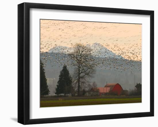 Flock of Snow Geese Take Flight, Mt. Baker and Cascades at Dawn, Fir Island, Washington, USA-Trish Drury-Framed Photographic Print