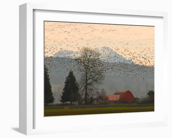 Flock of Snow Geese Take Flight, Mt. Baker and Cascades at Dawn, Fir Island, Washington, USA-Trish Drury-Framed Photographic Print