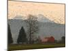 Flock of Snow Geese Take Flight, Mt. Baker and Cascades at Dawn, Fir Island, Washington, USA-Trish Drury-Mounted Photographic Print