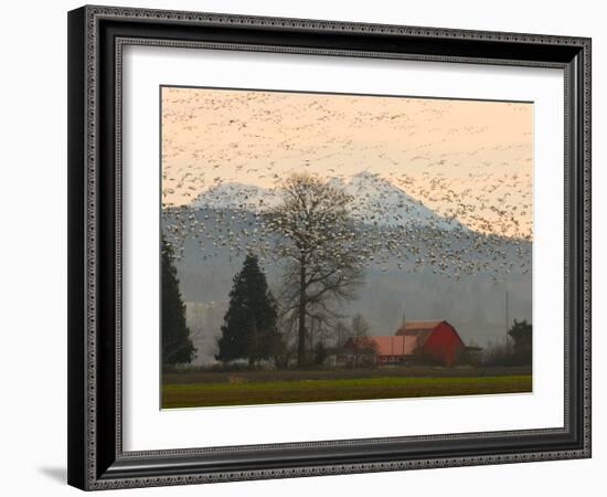 Flock of Snow Geese Take Flight, Mt. Baker and Cascades at Dawn, Fir Island, Washington, USA-Trish Drury-Framed Photographic Print