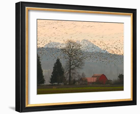 Flock of Snow Geese Take Flight, Mt. Baker and Cascades at Dawn, Fir Island, Washington, USA-Trish Drury-Framed Photographic Print