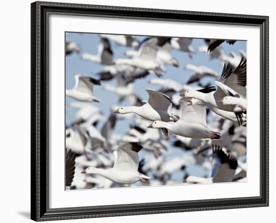 Flock of Snow Goose (Chen Caerulescens) Blasting Off, Bosque Del Apache National Wildlife Refuge, N-James Hager-Framed Photographic Print