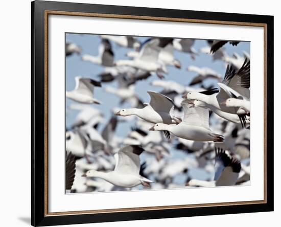 Flock of Snow Goose (Chen Caerulescens) Blasting Off, Bosque Del Apache National Wildlife Refuge, N-James Hager-Framed Photographic Print